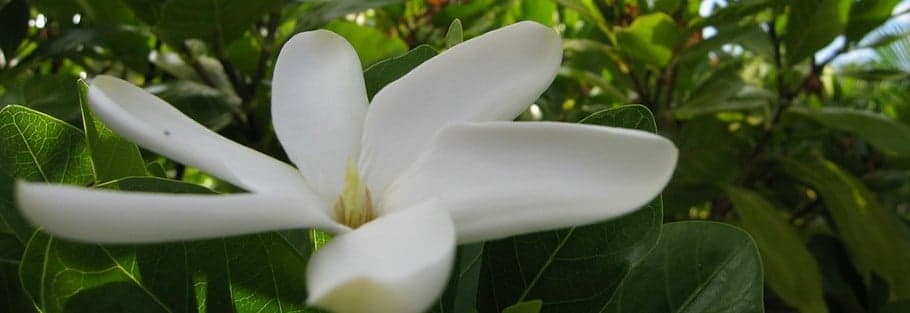 Découvrez la route du monoï de Tahiti